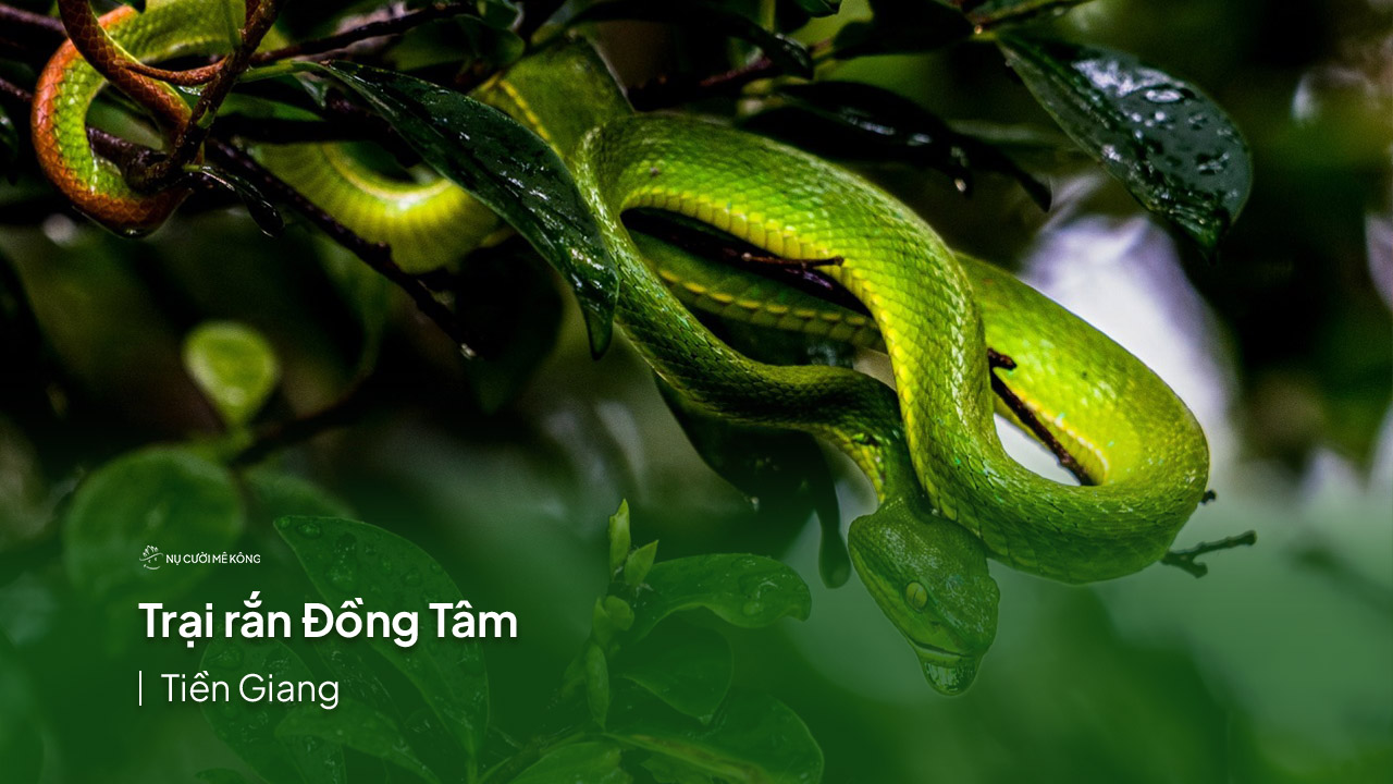 Trại rắn Đồng Tâm